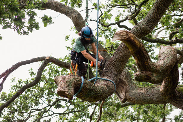 Best Tree Maintenance Programs  in Indialantic, FL